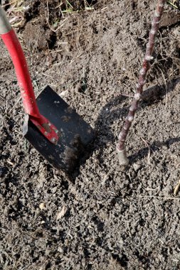 Kürek yere saplandı. Ağaç dikme. yakın plan.