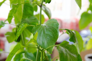 Yakın plan yapraklarla ev yapımı yeşil bir ayrılık. Açık güneşli bir gün