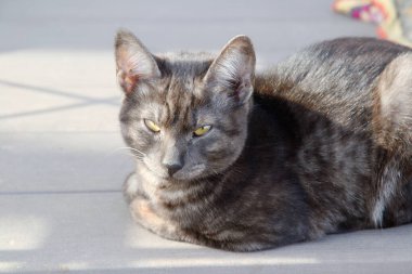 Gri bir ergen kedi yumuşak bacaklarının üzerinde oturur ve güneşten gözlerini kısarak güneşlenir. Yazın güneş günü. Yakın plan. kırsal bölge.
