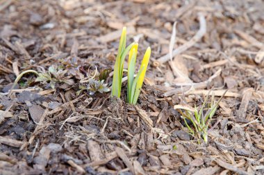 Genç, yeşil bir bitki topraktan yukarı çıkıyor. bahar ekimi bitkiler ve ağaçlar, arkaplan ve doku.
