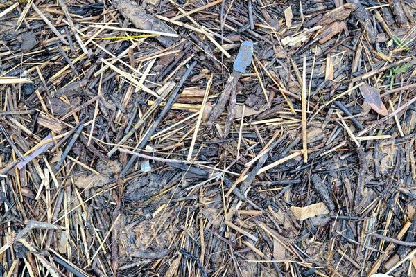Background Shore Sand Old Twigs Straw Beached Mockup Backgrond Flatlay — Stock Photo, Image
