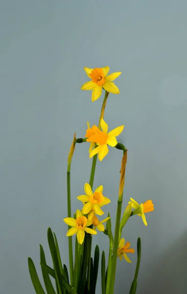 Green Grass Narcissus Wild Daffodil Narcissus Beautiful Narcissus — 스톡 사진