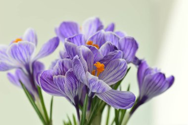 kokulu flower.spring Çiğdem. Hollandalı Çiğdem