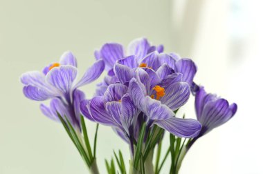 kokulu flower.spring Çiğdem. Hollandalı Çiğdem