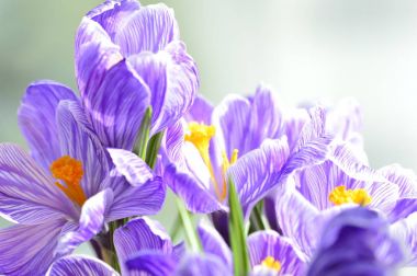kokulu flower.spring Çiğdem. Hollandalı Çiğdem