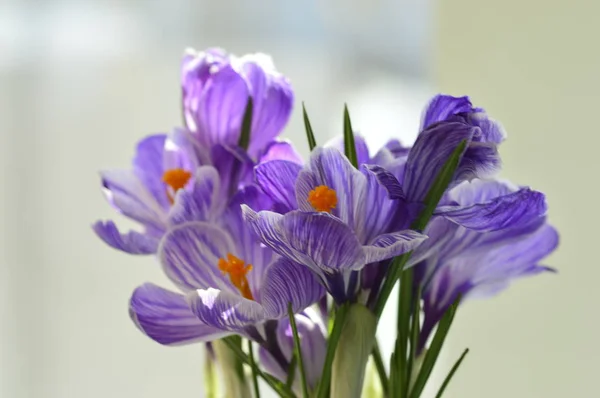 Voňavé flower.spring šafrán. Holandská šafrán Stock Snímky