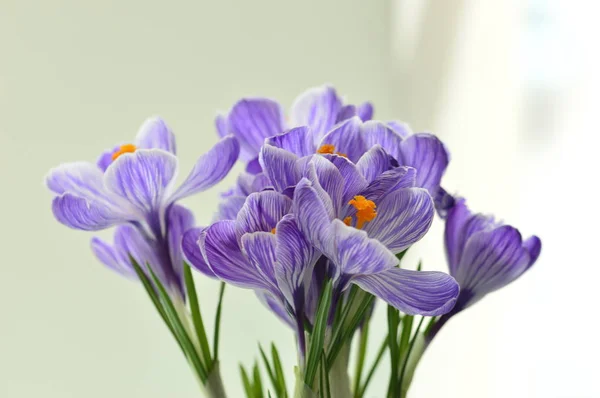 Voňavé flower.spring šafrán. Holandská šafrán Stock Obrázky