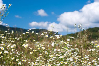  Mountains.Mountain çimen