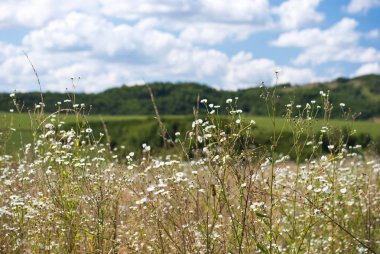  Mountains.Mountain çimen