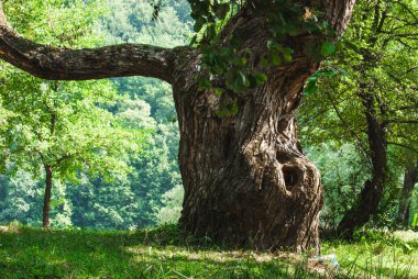 ağaç, yeşil yaprak, ahşap bir nehir