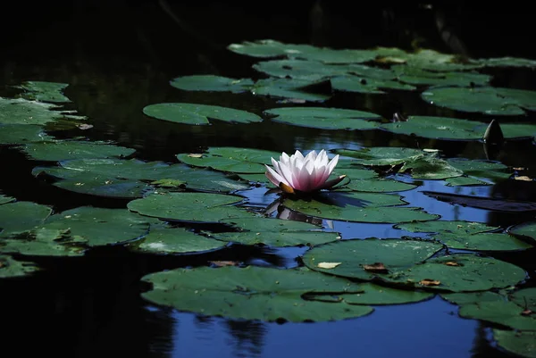 water lily,madonna lily,star lily