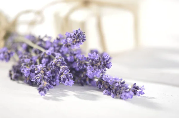 Čerstvé květiny. kultivované flower.fragrant flower.lavender květ Royalty Free Stock Obrázky