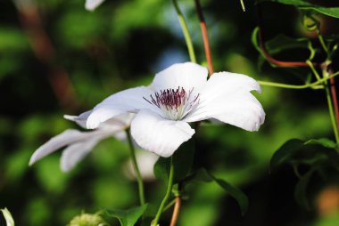 Bir ağaçta tomurcuklanan bahar çiçekleri