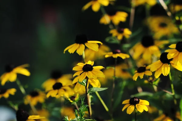 Amarelo Sobre Fundo Escuro — Fotografia de Stock