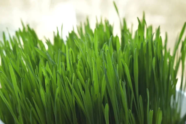 Grass Green Beautiful — Stock Photo, Image