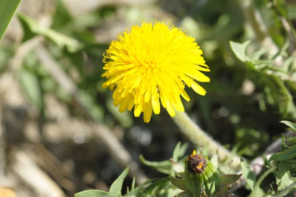 Dandelion Spring Yellow Green — Stock Photo, Image