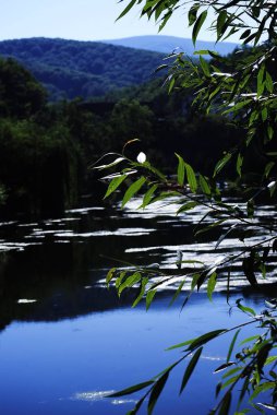 Gökyüzü olan orman ve dağ