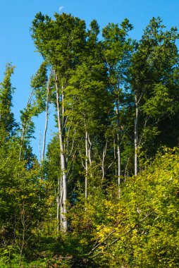 yeşil orman ve nehirler