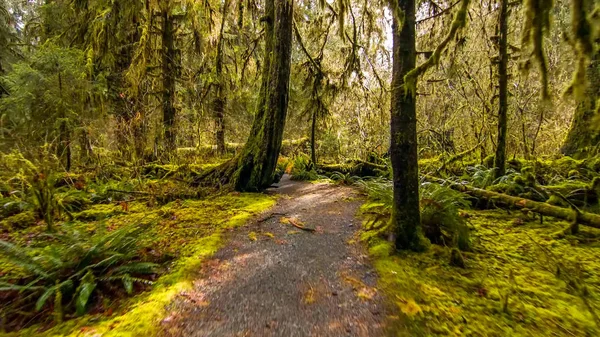 Hoh Rain Forest in Olympic National Park, Washington, US