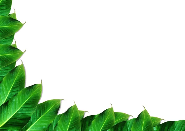 Salin ruang dengan daun hijau di latar belakang putih untuk desain. Potong tapak — Stok Foto