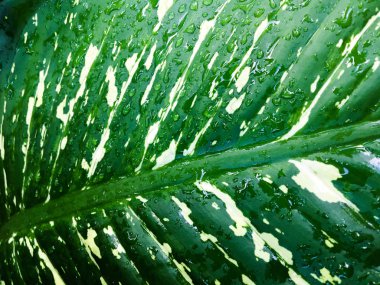 Yeşil yaprak desenli bir su dök. Tasarım için duvar kağıdı, kapatma görünümü