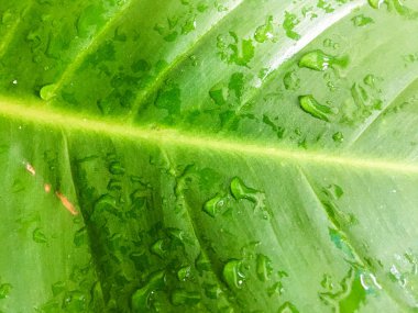 Yeşil yaprak desenli bir su dök. Tasarım için duvar kağıdı, kapatma görünümü