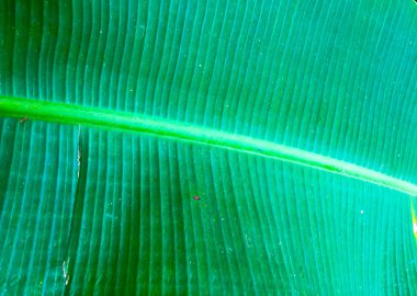 Tasarım için muz yaprakları dokusu arkaplanının görünümünü kapat