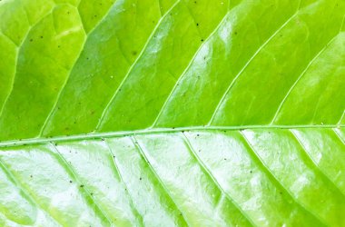 Yeşil yaprak dokusu arka plan. Tasarım için duvar kağıdı, kapatma görünümü