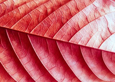 Ormanın arka planında kırmızı yaprak, manzarayı kapat