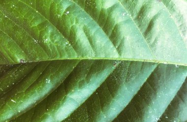 Muz yaprağı dokusu. Tasarım için duvar kağıdı, kapatma görünümü