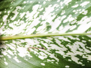 Yeşil yaprak dokusu arka plan. Tasarım için duvar kağıdı, kapatma görünümü