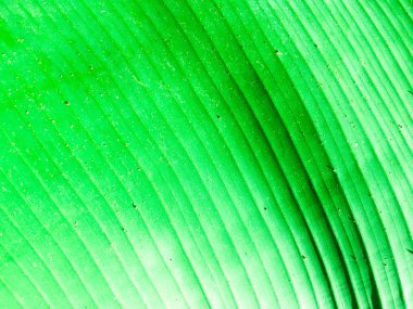 Muz yaprağı dokusu. Tasarım için duvar kağıdı, kapatma görünümü