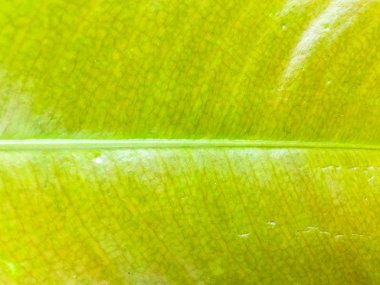 Tasarım için yeşil yaprak dokusu arkaplanını kapat