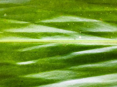 Tasarım için yeşil yaprak dokusu arkaplanını kapat