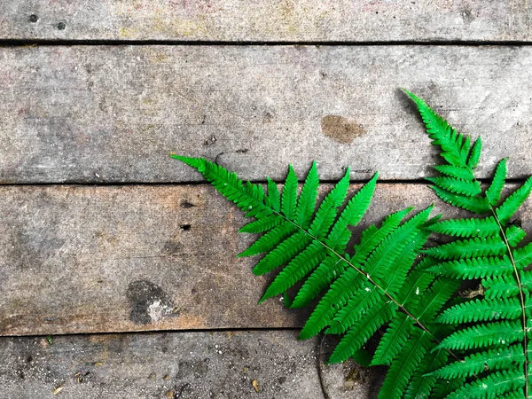 Groene bladeren op rustieke houten achtergrond. plat voor ontwerp. kopieerruimte — Stockfoto