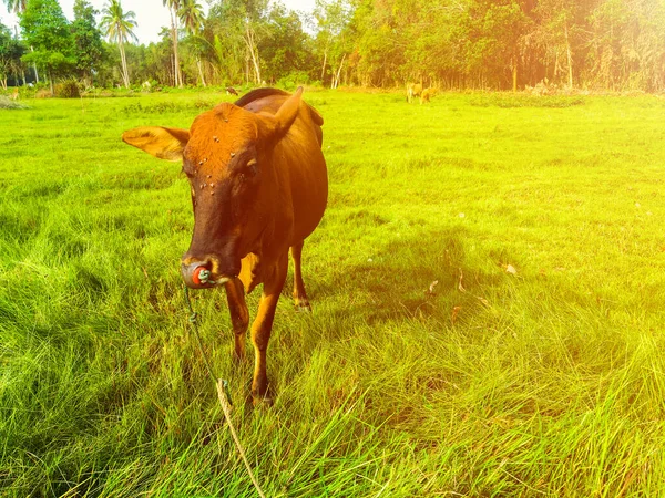 Коричневая корова стоит на зеленом пастбище с ярким солнечным светом. Красивый природный фон — стоковое фото