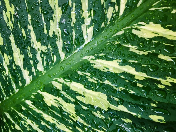 Киньте воду з фону текстури зеленого листя. Шпалери для дизайну, вид крупним планом — стокове фото