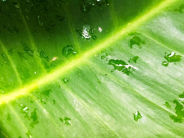 Drop water of green leaf texture background. Wallpaper for design, closeup view — Stock Photo, Image