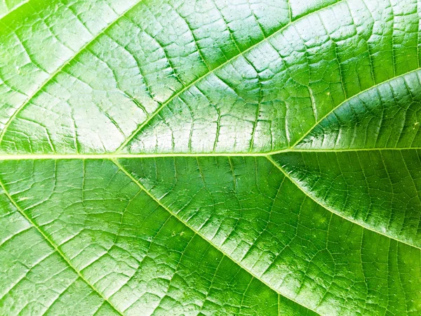 Тло текстури зеленого листя. Шпалери для дизайну, вид крупним планом — стокове фото
