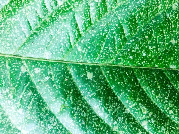Green leaf texture background. Wallpaper for design, closeup view — Stock Photo, Image