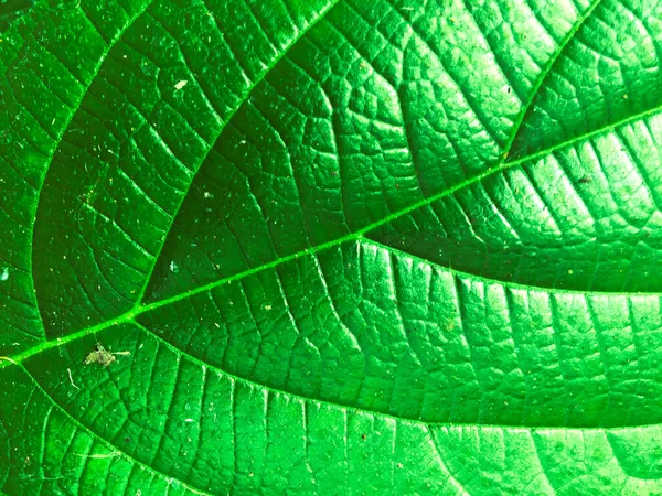 Тло текстури зеленого листя. Шпалери для дизайну, вид крупним планом — стокове фото