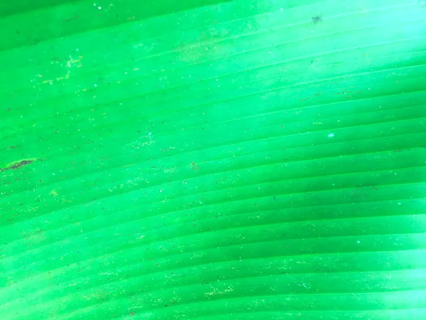 Bananowy liść tekstury tła. Tapeta do projektowania, widok z bliska — Zdjęcie stockowe