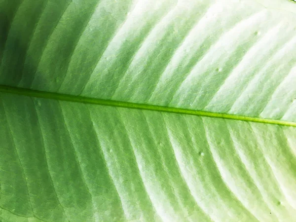 緑の葉の質感の背景。デザインの壁紙、クローズアップビュー — ストック写真