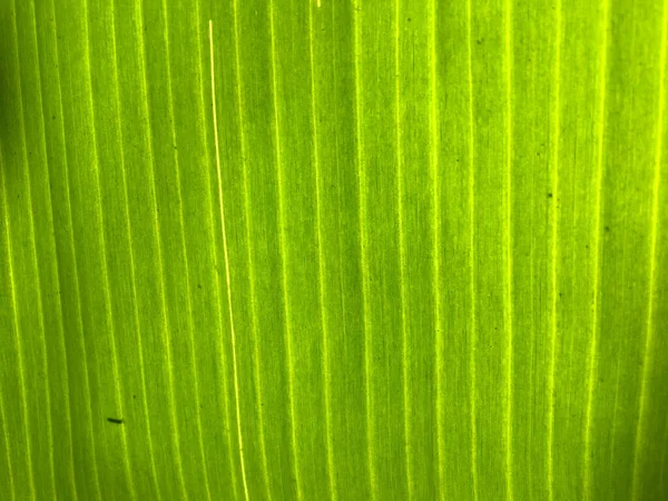 Fundo de textura de folha de banana. Papel de parede para design, vista close-up — Fotografia de Stock