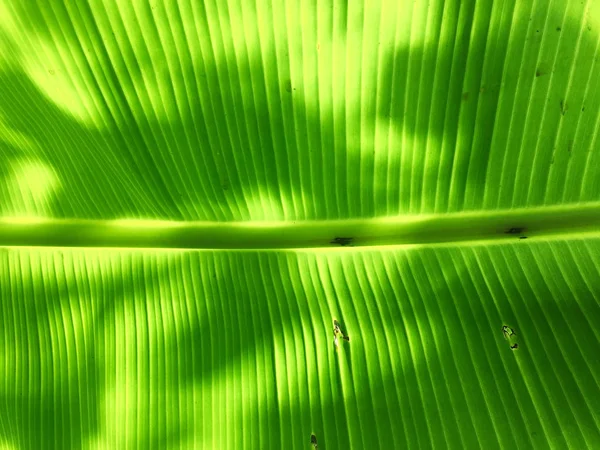 Banana leaf texture background. Wallpaper for design, closeup view — Stock Photo, Image