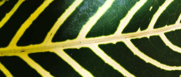 Green leaf texture background. Wallpaper for design, closeup view — Stock Photo, Image