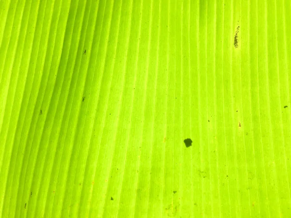 Fundo de textura de folha de banana. Papel de parede para design, vista close-up — Fotografia de Stock