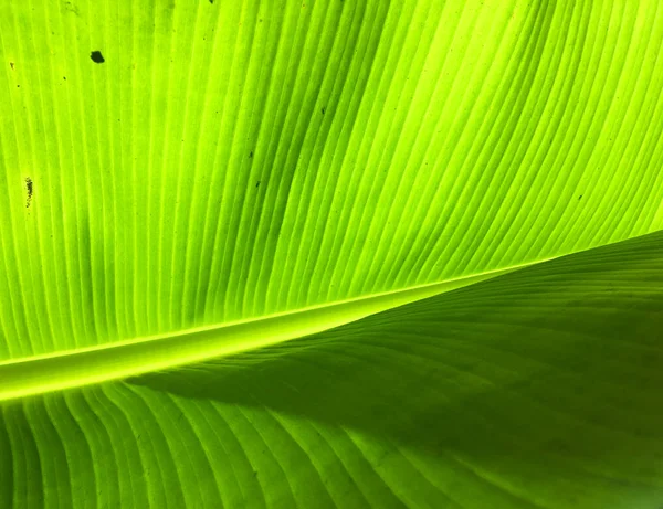 Bananenblatt Textur Hintergrund. Tapete für Design, Nahaufnahme — Stockfoto