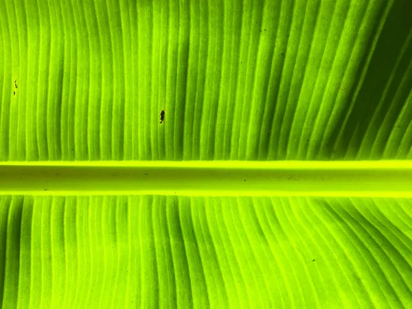 Fundo de textura de folha de banana. Papel de parede para design, vista close-up — Fotografia de Stock