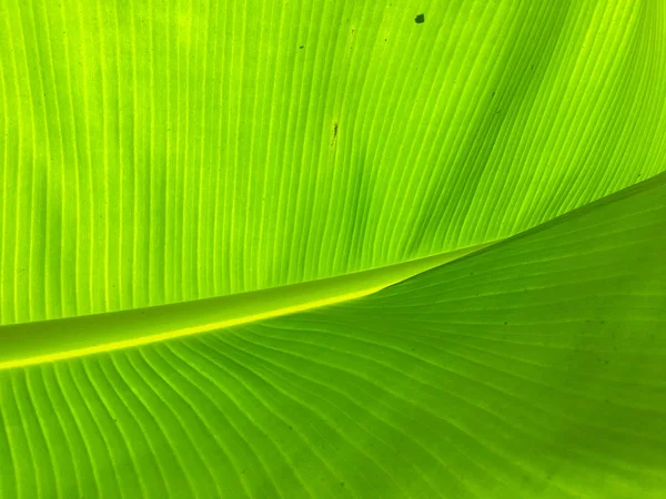 Bananowy liść tekstury tła. Tapeta do projektowania, widok z bliska — Zdjęcie stockowe